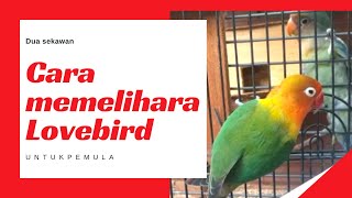 Download lagu How to Care for Lovebirds for Beginners mp3 Download lagu How to Care for Lovebirds for Beginners mp3
