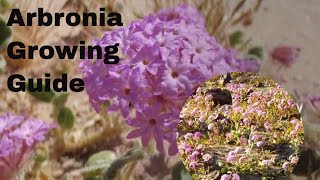 Abronia Plant Growing Guide by GardenersHQ