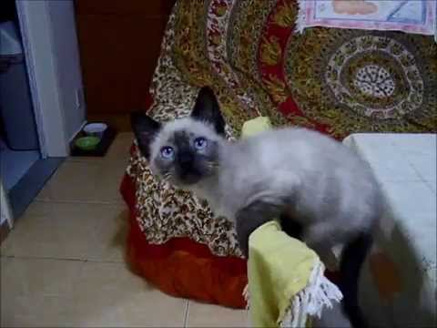 GATOS ENGRAÇADOS - TV COUTO - VIDEOS ENGRAÇADOS 2014 -  Gatos Patrick II, Felipe II e Vidinha.