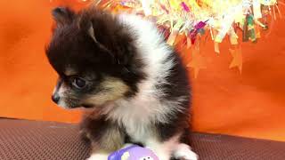 ハーフ犬の動画01