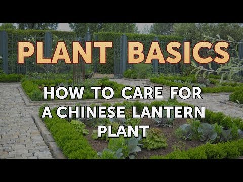 How to Dry an Overwatered Plant