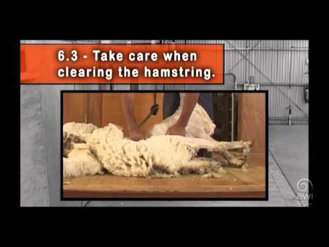 AWI Novice - Shearing Positions - The Last Side - Shearing Instructions