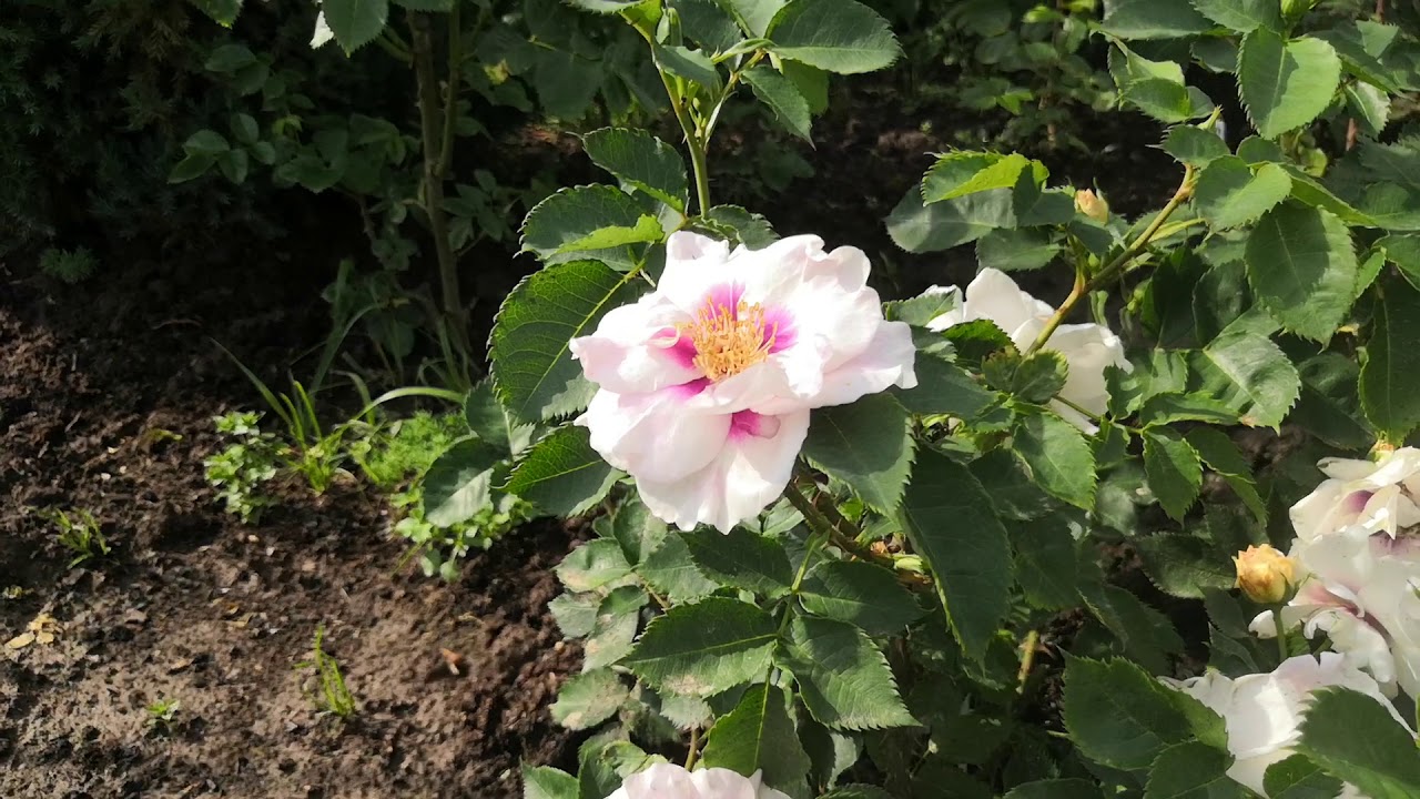 Роза Айс фо ю (Eyes for You)