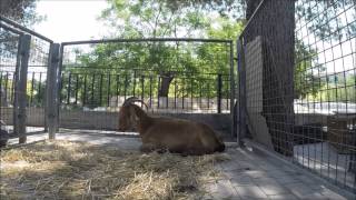 preview picture of video 'BÇN PROD@KSION  Mercat de Sineu (Mallorca) Agost 2014'