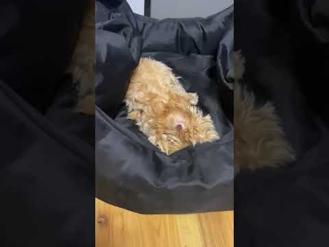 Maltipoo Welpe kaufen