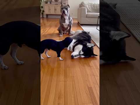 I’ve become a laughingstock, a funny and adorable pet. #adorably #entertaininganimals #funny