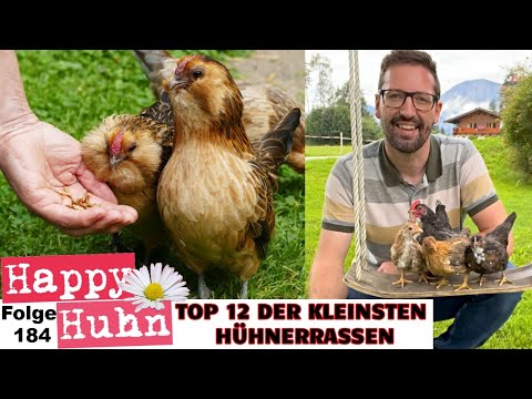 , title : 'Die kleinsten Hühnerrassen der Welt! TOP12 Chabo, Bantam, Sebright, Ko Shamo, Serama HAPPY HUHN E184'
