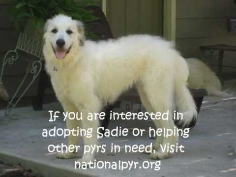 Sadie/NY-adopted, an adopted Great Pyrenees in Amsterdam, NY_image-1