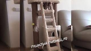 Бенгальские котята оценили игровой комплекс по достоинству