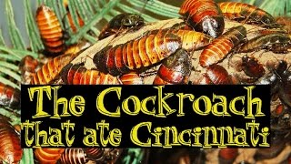 The Cockroach That Ate Cincinnati