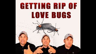 LOVE BUGS CLEANING (home remedy)