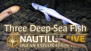 Trio of Deep-Sea Fish in the Western Pacific | Nautilus Live