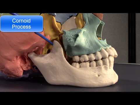 Human Cranial Osteology Part VI, The Mandible