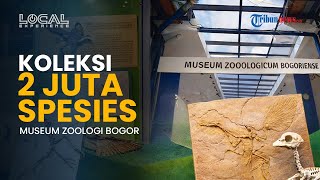Fakta Menarik Museum Zoologi Bogor: Koleksi 2 Juta Spesies Fauna