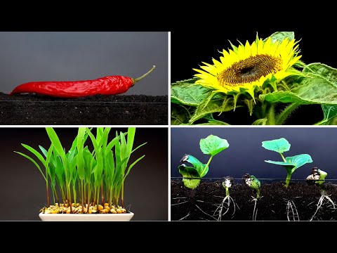 Ten minutes long relaxing time lapse 2 #greentimelapse #gtl #timelapse