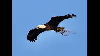 Eagle Tower Camera 2 live webcam