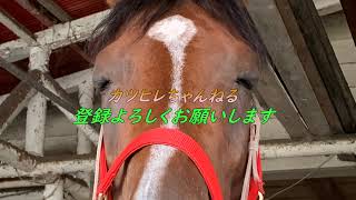 Switchダービースタリオン　＃３４－２　みんな雑巾をもって集合（笑）