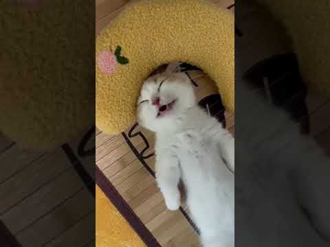 Top Funny Cute Cats Viral Clips😹|| Best #funny Cats #shorts Video😂|| #trending #animals #reels