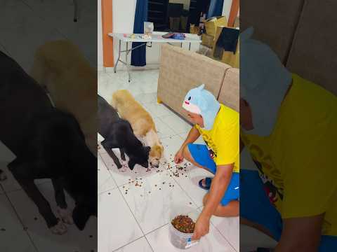 LIKE SI AMAS A LOS PERRITOS 🐶 #comedia  #humor  #viral  #short