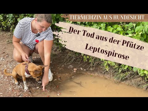 Der Tod aus der Pfütze - Leptospirose beim Hund