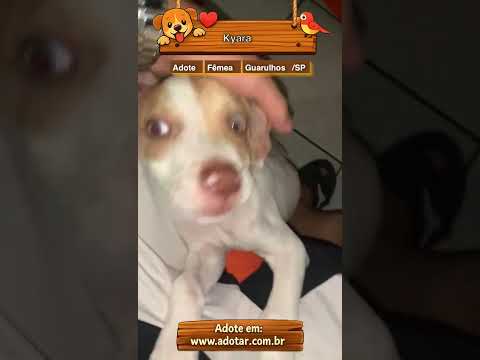 Vídeo de Kyara 