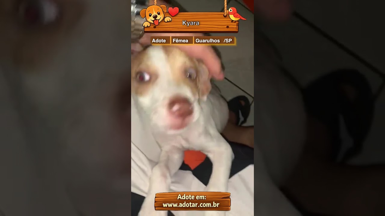 Cachorro raça Pit-Bull idade 2 a 6 meses nome Kyara 