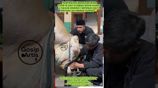 Download lagu 🐂 PERPIS4HAN MENGH4RUKAN‼️ POPEYE SAPI KURBAN IRFAN HAKIM 2 TAHUN DIRAWAT SEPENUH HATI INSYAALLAH MA mp3 Download lagu 🐂 PERPIS4HAN MENGH4RUKAN‼️ POPEYE SAPI KURBAN IRFAN HAKIM 2 TAHUN DIRAWAT SEPENUH HATI INSYAALLAH MA mp3