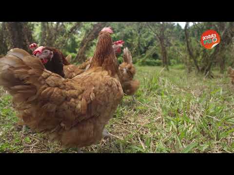 A LA RENCONTRE DES PRODUCTEURS - EPISODE 1 - FERME DE DALCIAT