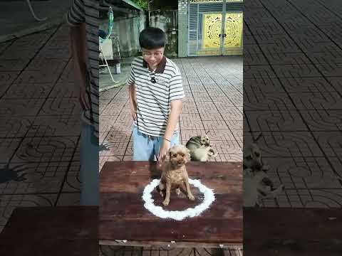 Su Của Sheep Là Skinwalker ? | Sheep #shorts