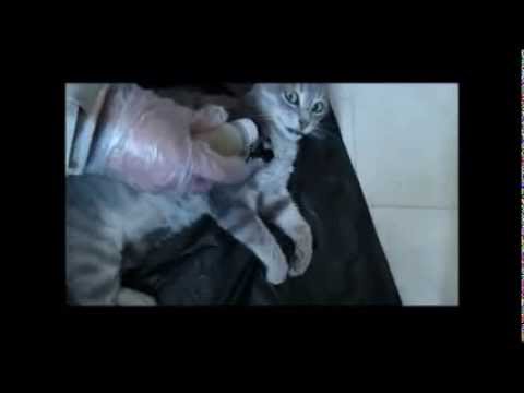 comment soigner blessure chat