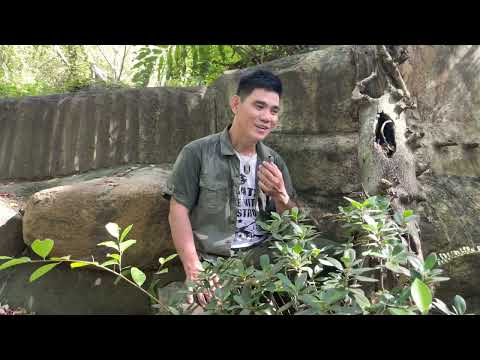 Thể hiện bởi Trương Trọng Thanh