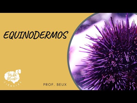 EQUINODERMOS - Ensino Fundamental