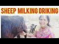 Sheep Milking Drink