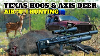 Airgun Hunting Texas Hogs and Axis Deer