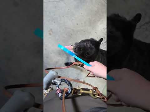 Walking with the Lick & Learn