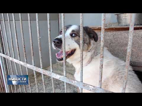 01.04.2019 / Волонтёры Молодёжного центра провели субботник в зооприюте «ШАНС»