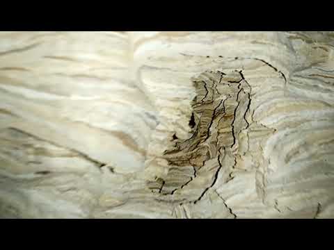 Jak wygląda gniazdo szerszeni w środku ?