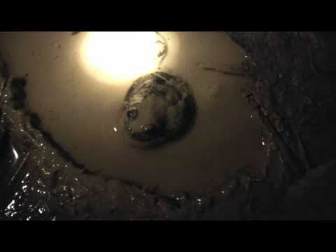 download lagu mp3 mp4 Eastern Banjo Frog, download lagu Eastern Banjo Frog gratis, unduh video klip Eastern Banjo Frog
