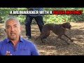 My Toughest Test Yet A Weimaraner With A Killer Instinct Cesar 911 Season 2 Ep 10