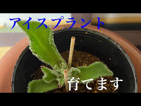 アイスプラント 植物