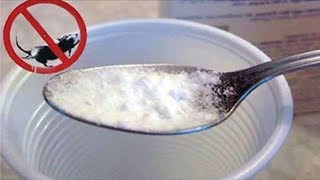 How To Get Rid Of Mice Permanently In All Natural Way !