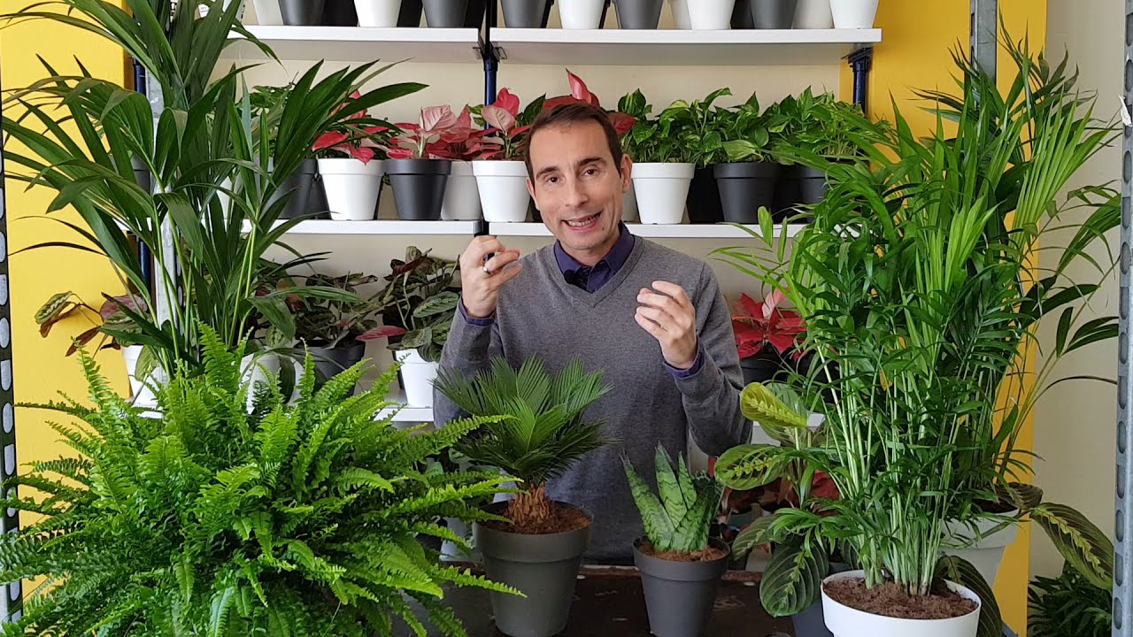 5 PLANTAS SEGURAS (NO TÓXICAS) para GATOS Y PERROS. La VERDAD sobre plantas PET FRIENDLY