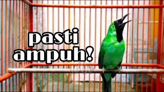 Download lagu Cucak Ijo Di Jamin Emosi Dengan Pancingan Cucak Ijo Gacor Ini mp3
