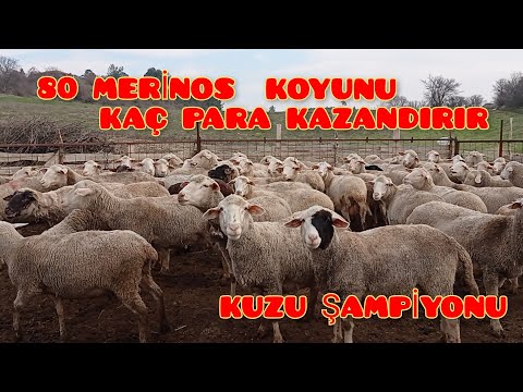 , title : '#merinos #gördes Karacabey Merinos Koyun Yetiştiriciliği. Gördes/Köreke Damları'