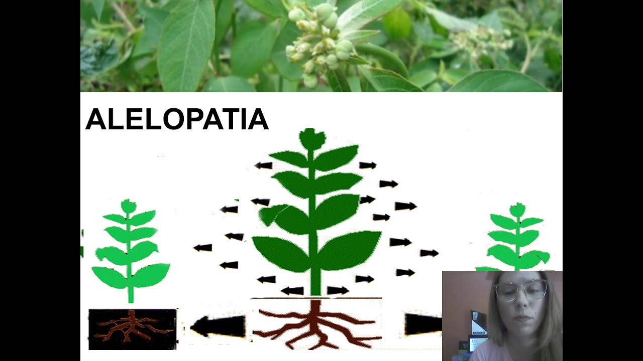 Alelopatia na Agricultura