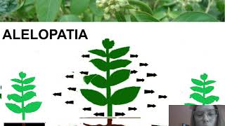 Alelopatia na Agricultura