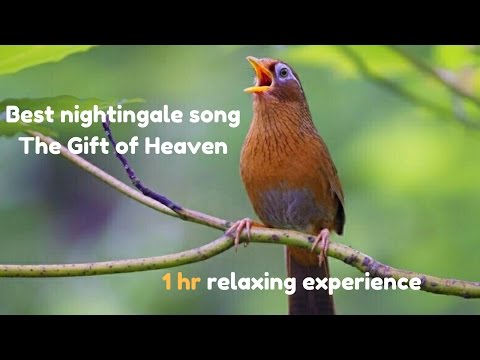 Best nightingale song  - The Gift of Heaven  - Full HD -  Nature Video