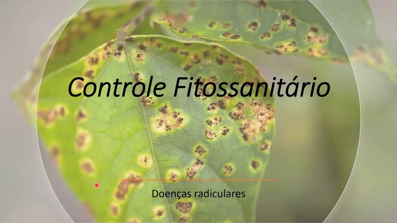 VIDEO FINAL DOENÇAS FEIJOEIRO