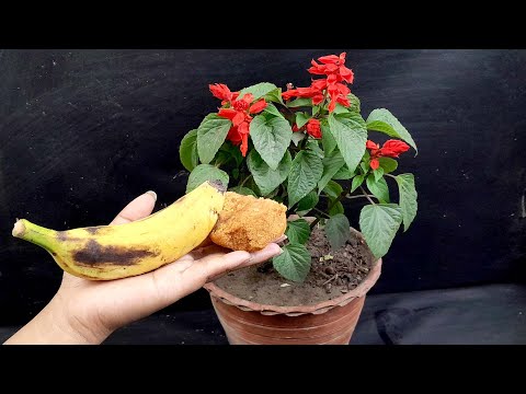 How To Make Organic Natural Fertilizer From Banana Peels and Molasses For Fast Growing Your Plants