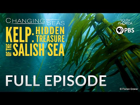 Kelp: Hidden Treasure of the Salish Sea | Changing Seas